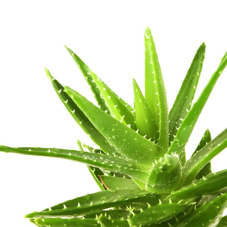 Aloe vera « Anwendung, Wirkung, Tipps 🌿 🌼 HeilpflanzenLexikon