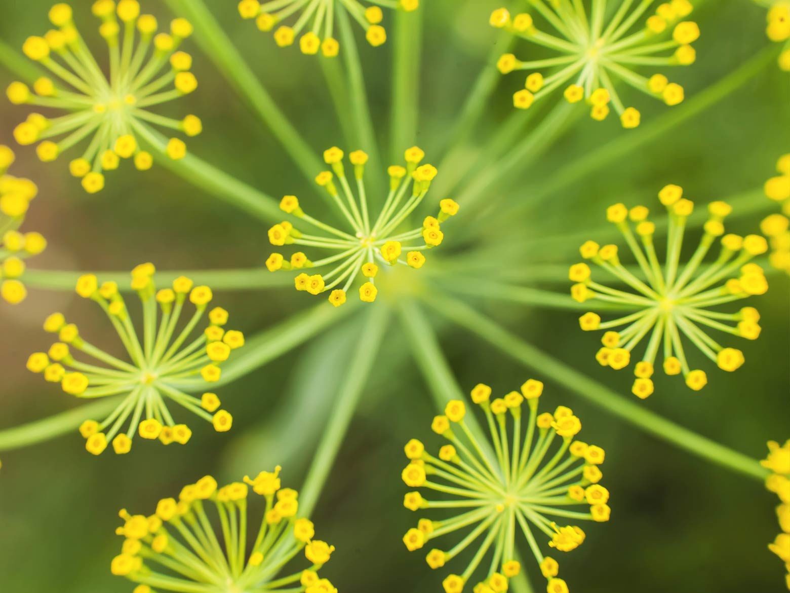 Foeniculum vulgare