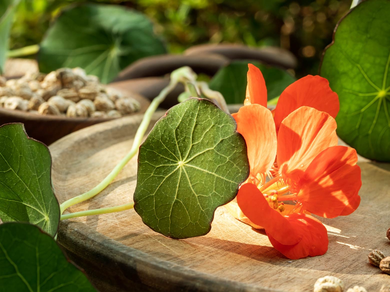 Kapuzinerkresse « Anwendung, Wirkung, Tipps 🌿 🌼 HeilpflanzenLexikon