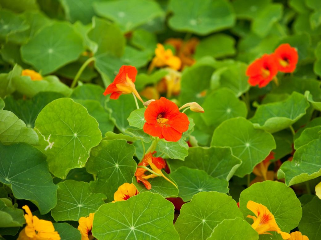 Kapuzinerkresse « Anwendung, Wirkung, Tipps 🌿 🌼 HeilpflanzenLexikon