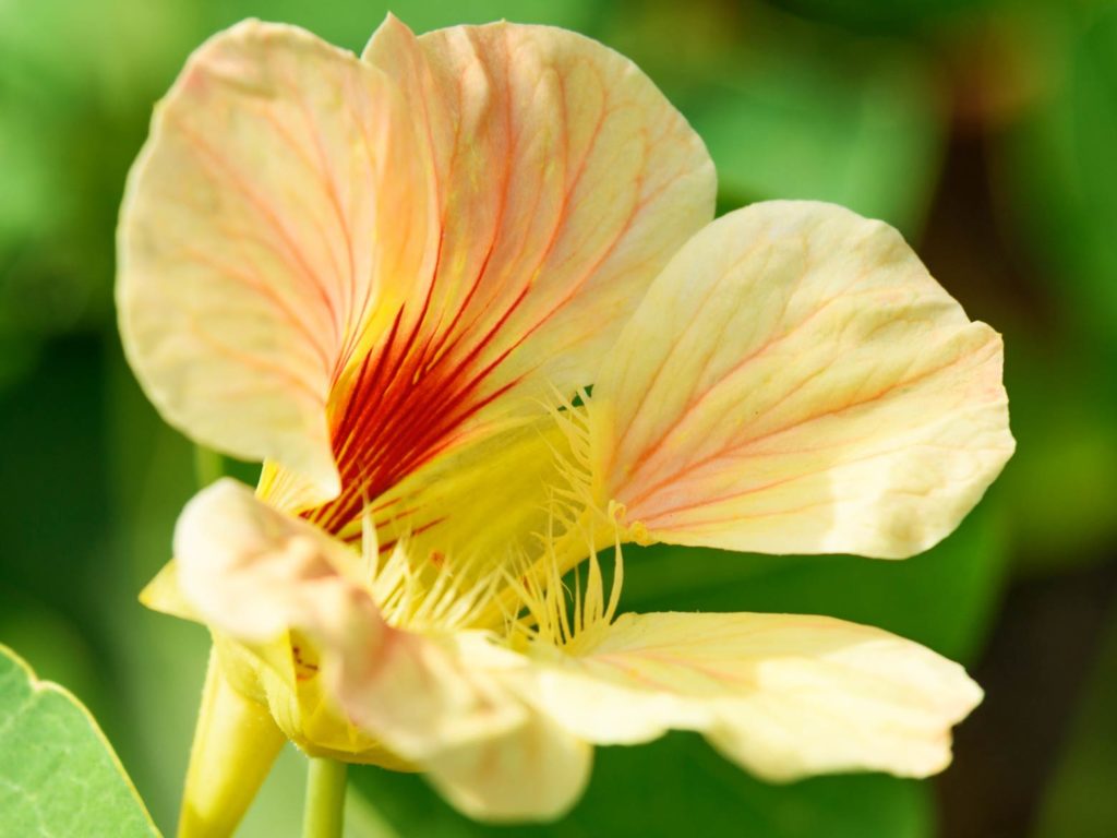 Kapuzinerkresse « Anwendung, Wirkung, Tipps 🌿 🌼 HeilpflanzenLexikon
