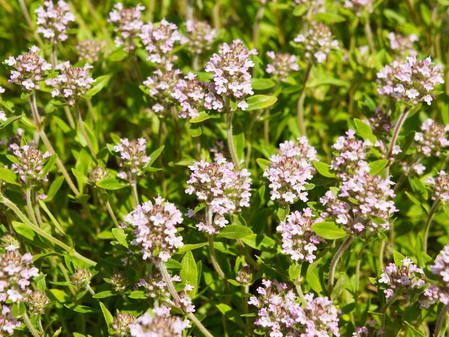 Thymian « Anwendung, Wirkung, Tipps | ? ? Heilpflanzen-Lexikon